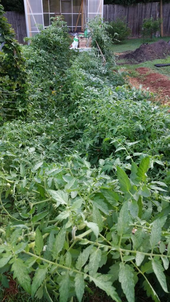  photo 20140725_075055.jpg